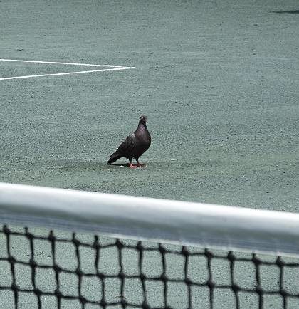 Construction d'un court de tennis en béton poreux à Cannes