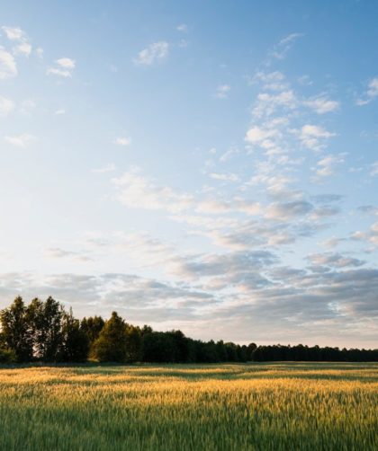 green grass field under blue sky during daytime