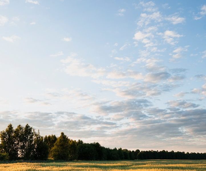 green grass field under blue sky during daytime
